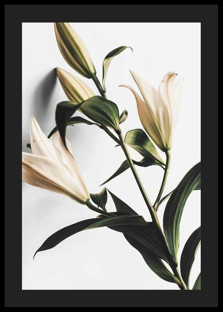 Närbild av vita liljor med gröna blad mot ljus bakgrund-12