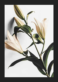 Close-up of white lilies with green leaves against light background-5