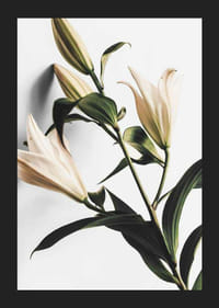 Närbild av vita liljor med gröna blad mot ljus bakgrund-5