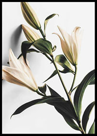 Close-up of white lilies with green leaves against light background-6