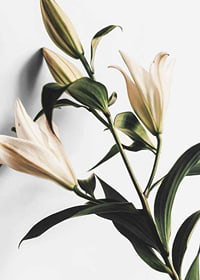 Close-up of white lilies with green leaves against light background-7