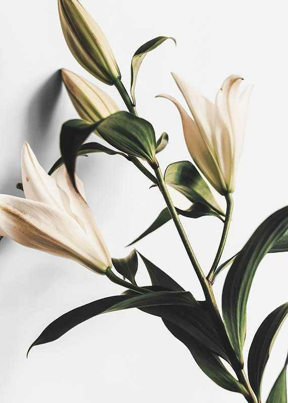 Lilies-12