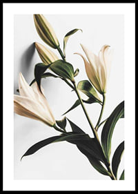 Close-up of white lilies with green leaves against light background-0