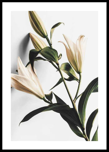 Póster Lilies