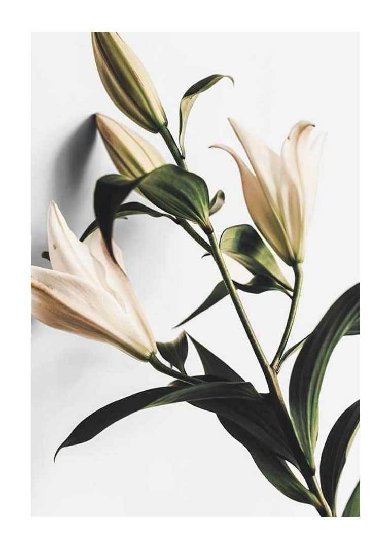 Close-up of white lilies with green leaves against light background-12