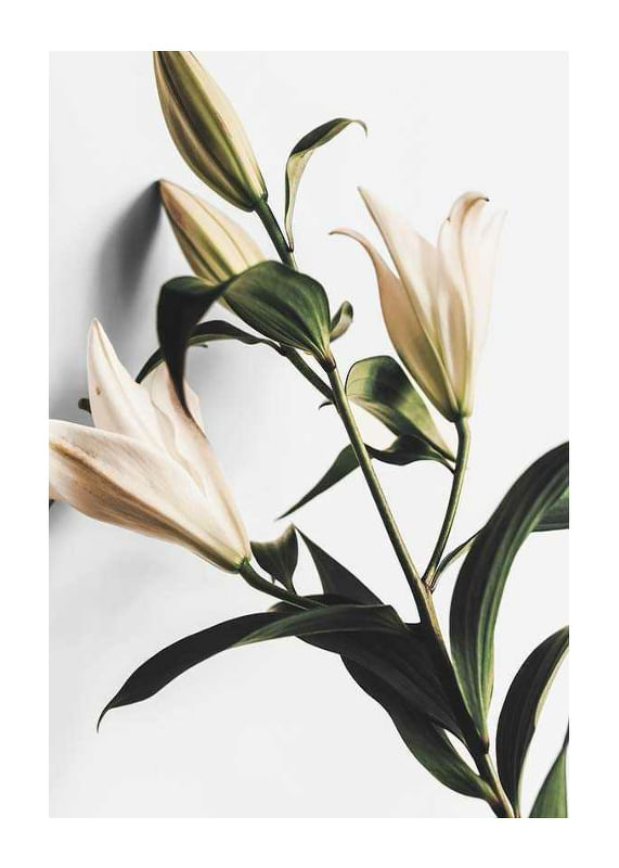 Lilies-12