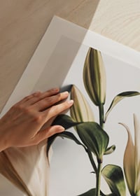 Close-up of white lilies with green leaves against light background-9