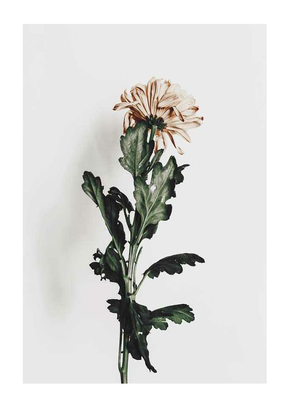  Chrysanthemum No1