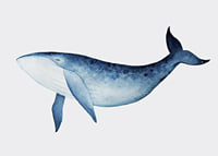 Watercolor illustration of blue whale against light gray background-7
