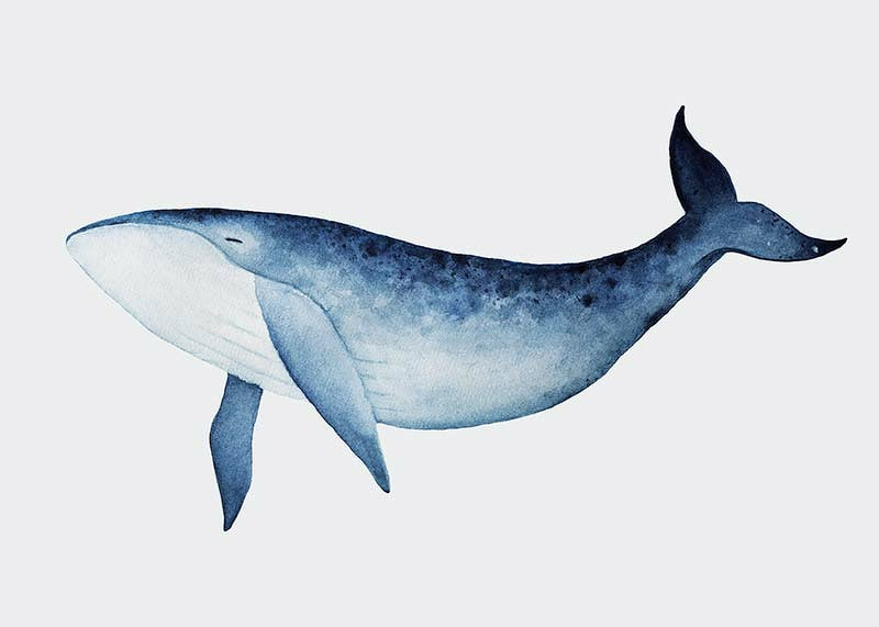 Watercolor illustration of blue whale against light gray background-12