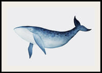 Aquarell-Illustration eines Blauwals vor hellgrauem Hintergrund-2