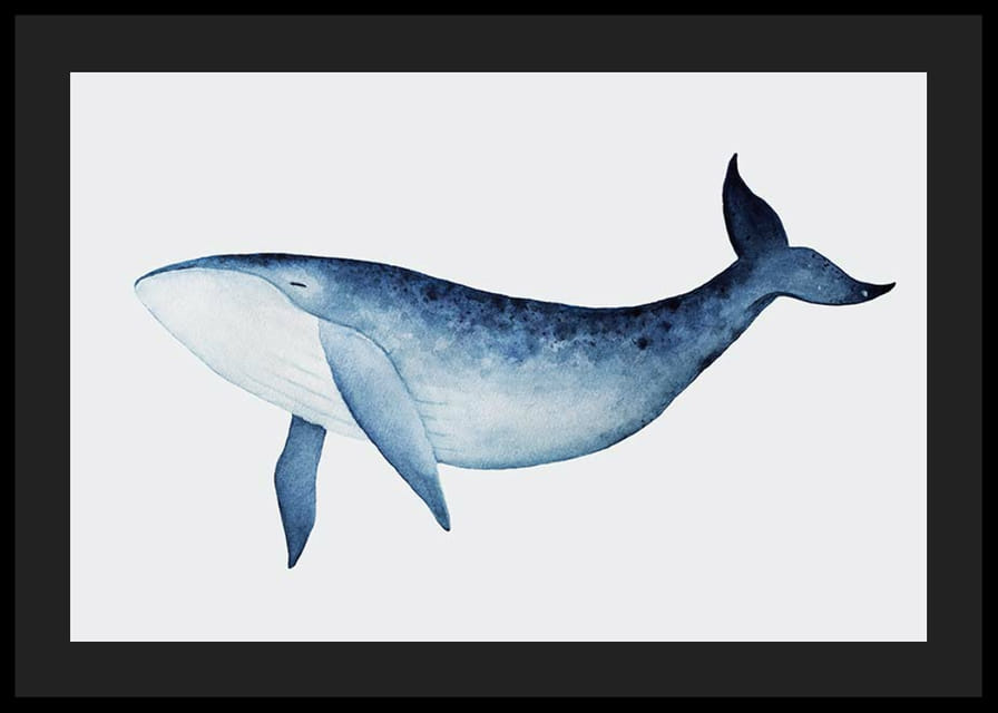Aquarell-Illustration eines Blauwals vor hellgrauem Hintergrund-12