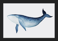 Aquarell-Illustration eines Blauwals vor hellgrauem Hintergrund-5