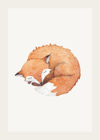 Watercolor of curled up sleeping fox on light background-3