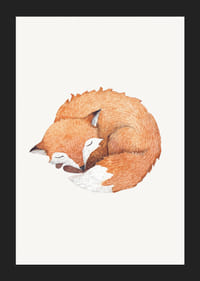 Watercolor of curled up sleeping fox on light background-5