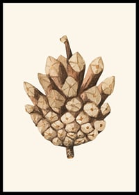 Ilustrație în acuarelă a unui con de pin în tonuri de maro pe fundal bej-6