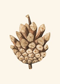 Ilustrație în acuarelă a unui con de pin în tonuri de maro pe fundal bej-7
