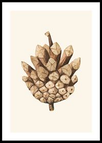 Ilustrație în acuarelă a unui con de pin în tonuri de maro pe fundal bej-0