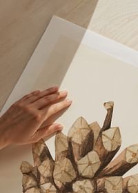 Painted Cone-5