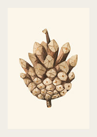 Ilustrație în acuarelă a unui con de pin în tonuri de maro pe fundal bej-3
