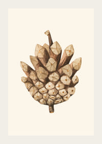 Illustrazione ad acquerello di una pigna nei toni del marrone su sfondo beige-3