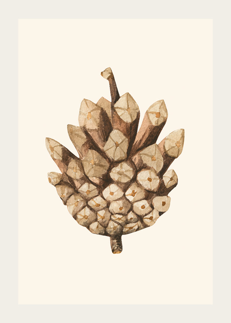Illustrazione ad acquerello di una pigna nei toni del marrone su sfondo beige-12