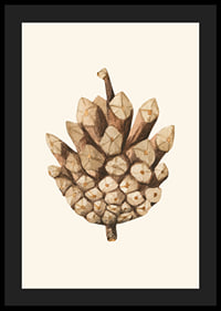 Ilustrație în acuarelă a unui con de pin în tonuri de maro pe fundal bej-4