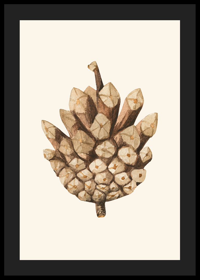 Ilustrație în acuarelă a unui con de pin în tonuri de maro pe fundal bej-12