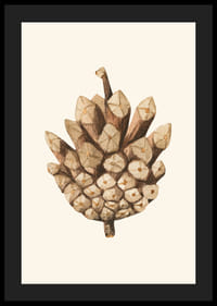 Illustrazione ad acquerello di una pigna nei toni del marrone su sfondo beige-4