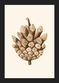 Ilustrație în acuarelă a unui con de pin în tonuri de maro pe fundal bej-5