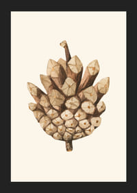 Illustrazione ad acquerello di una pigna nei toni del marrone su sfondo beige-5