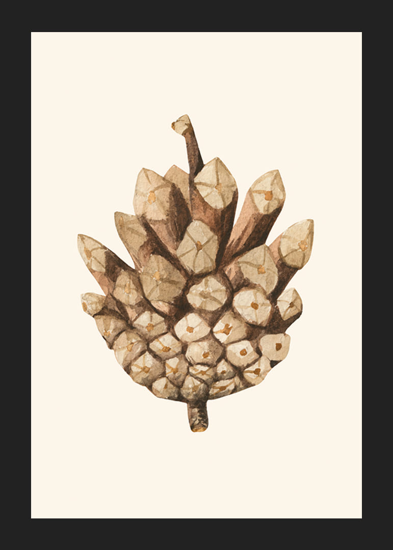 Illustrazione ad acquerello di una pigna nei toni del marrone su sfondo beige-12