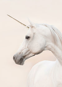 Close-up of white unicorn with long horn against light background-7