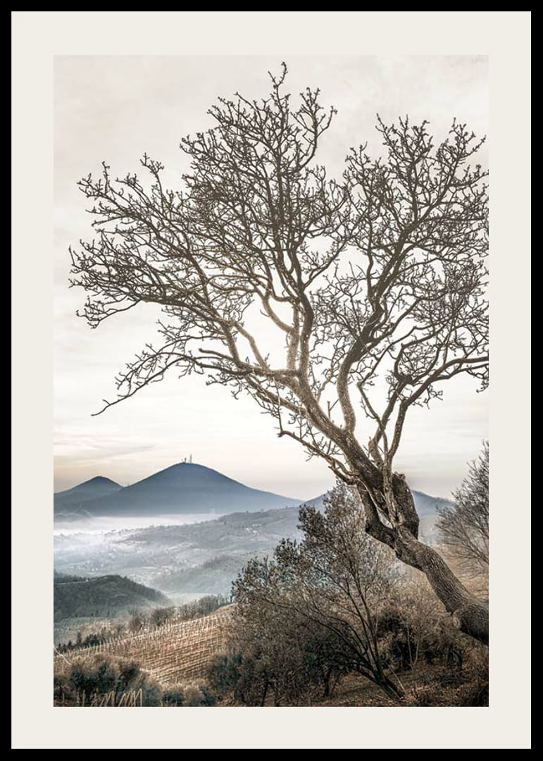 Fotografisk træ uden blade på en bjergskråning med tågede bjerge-12