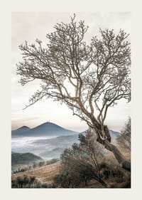 Fotografisk træ uden blade på en bjergskråning med tågede bjerge-3