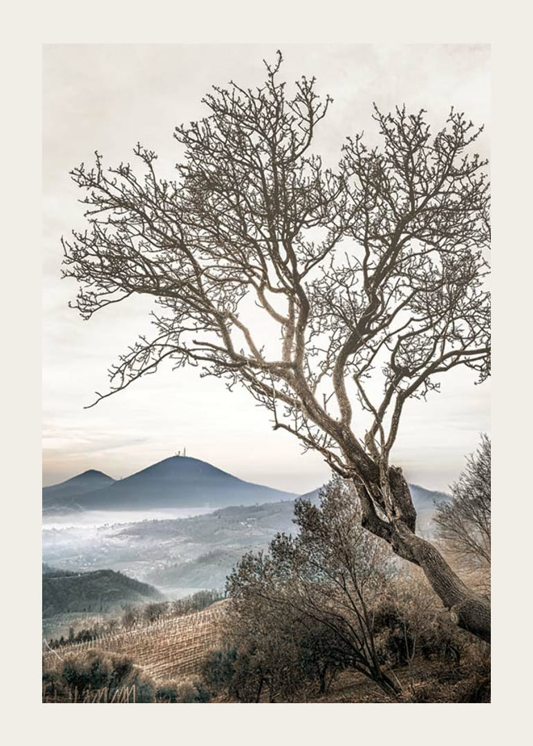 Fotografisk træ uden blade på en bjergskråning med tågede bjerge-12