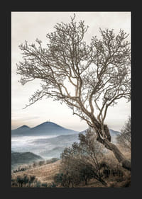 Fotografisk træ uden blade på en bjergskråning med tågede bjerge-5