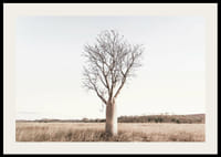 Fotografía de un árbol baobab solitario en un paisaje herboso y seco.-2