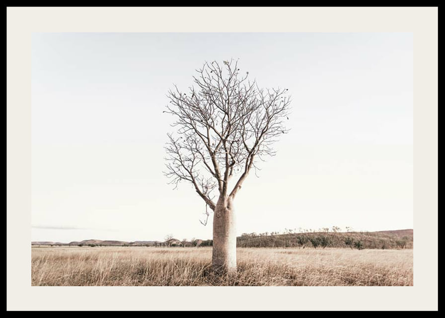 Fotografía de un árbol baobab solitario en un paisaje herboso y seco.-12