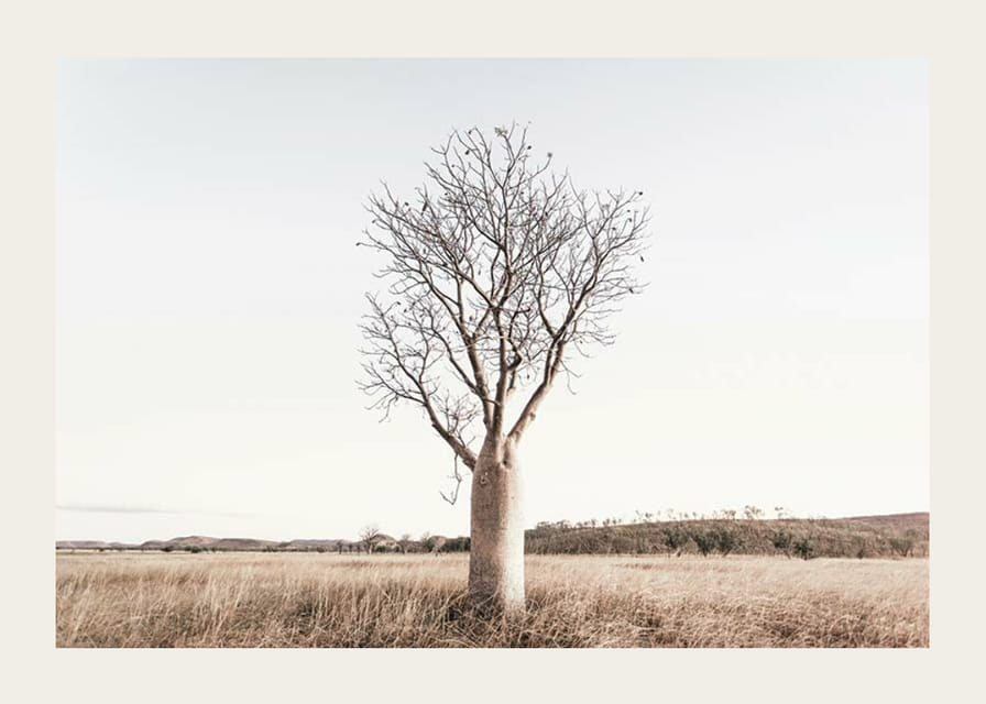 Fotografía de un árbol baobab solitario en un paisaje herboso y seco.-12