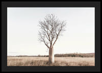 Fotografía de un árbol baobab solitario en un paisaje herboso y seco.-4