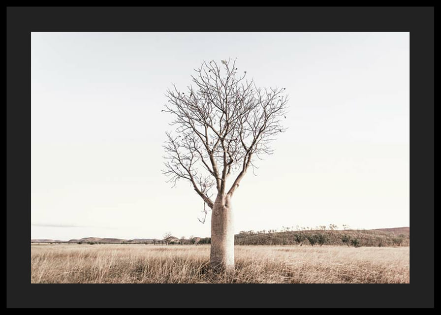 Fotografía de un árbol baobab solitario en un paisaje herboso y seco.-12