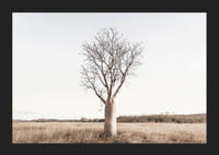 Fotografía de un árbol baobab solitario en un paisaje herboso y seco.-5