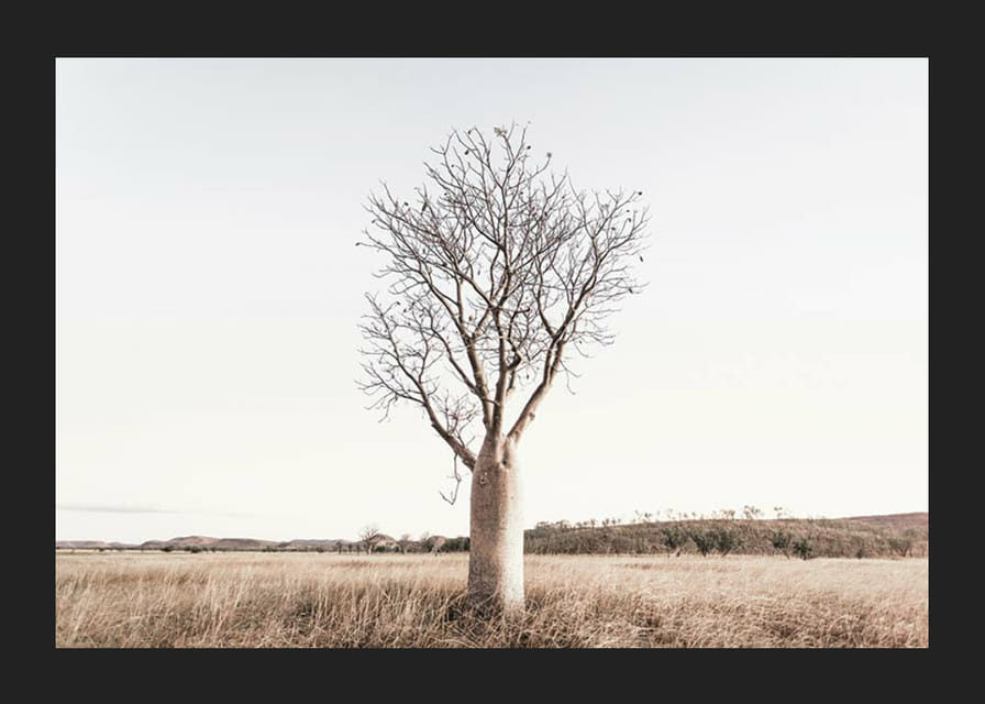 Fotografía de un árbol baobab solitario en un paisaje herboso y seco.-12