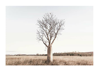 Poster Boab Tree