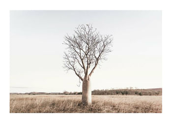 Poster Boab Tree