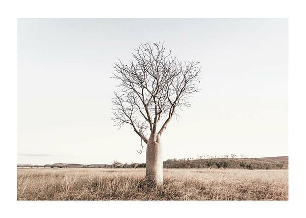 Plagát Boab Tree