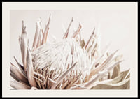 Close-up of light pink protea flower against soft beige background-2