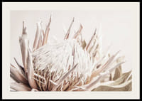 Prim-plan al unei flori de protea roz deschis pe un fundal bej moale-2