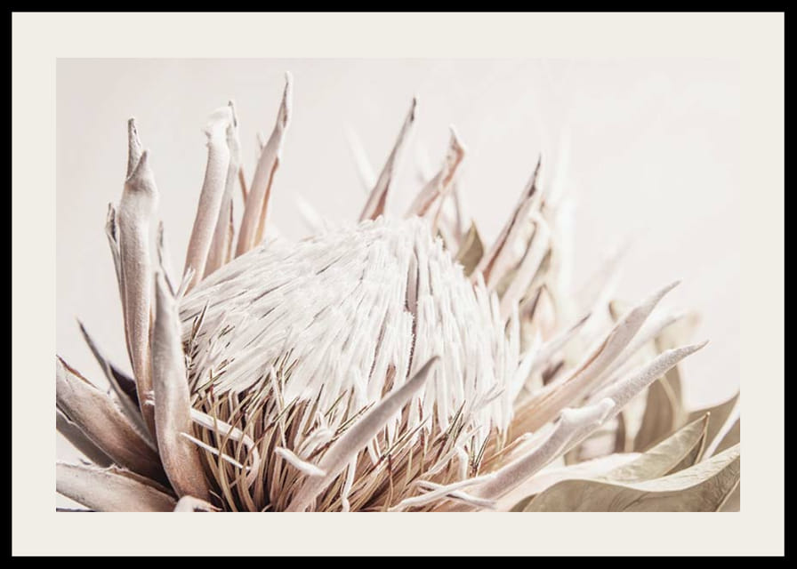 Prim-plan al unei flori de protea roz deschis pe un fundal bej moale-12